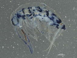 Image of Springtail