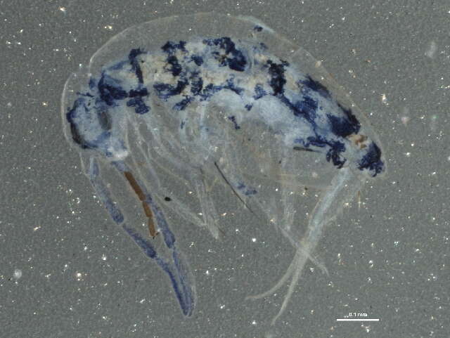 Image of Springtail