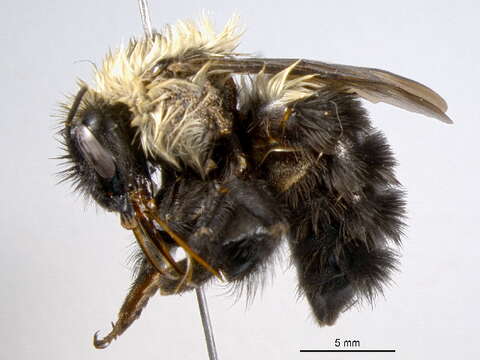 Image of Two-spotted Bumblebee