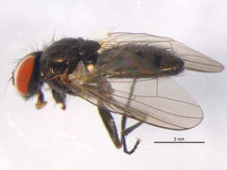 Image of latrine flies