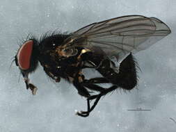 Image of latrine flies