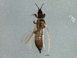 Limothrips denticornis (Haliday 1836) resmi