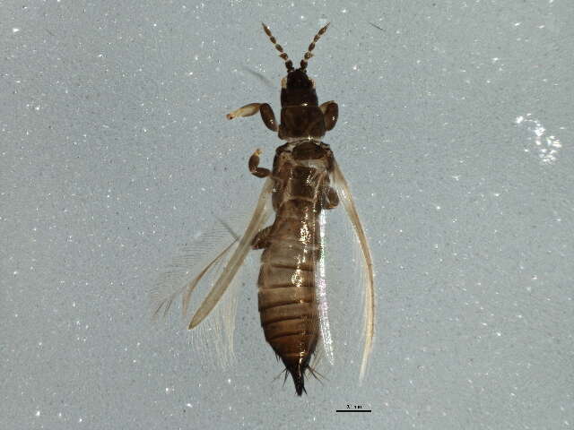 Limothrips denticornis (Haliday 1836) resmi