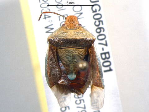 Image of <i>Banasa dimidiata</i>