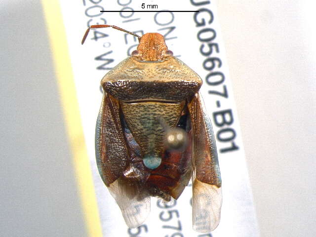 Image of <i>Banasa dimidiata</i>