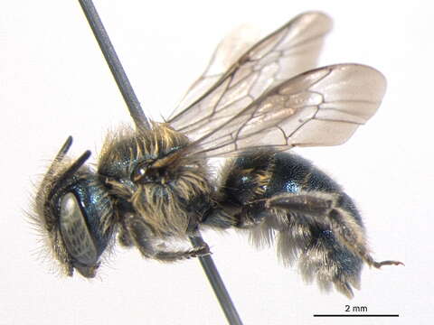 Image of Osmia conjuncta Cresson 1864