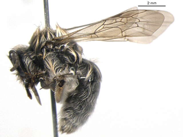 Image of Frigid Andrena