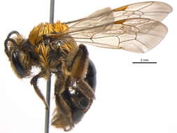 Image of Andrena dunningi Cockerell 1898