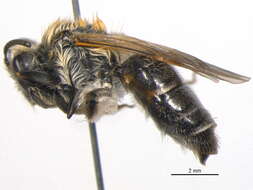 Image of Long-lipped Andrena