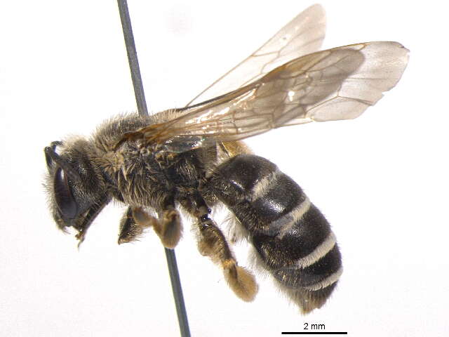 Image of Orange-legged furrow bee