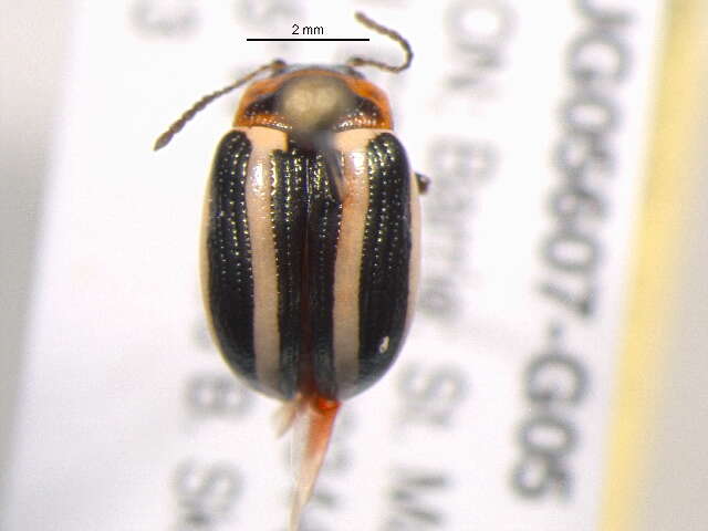 Image of Calligrapha (Bidensomela) californica coreopsivora Brown 1945