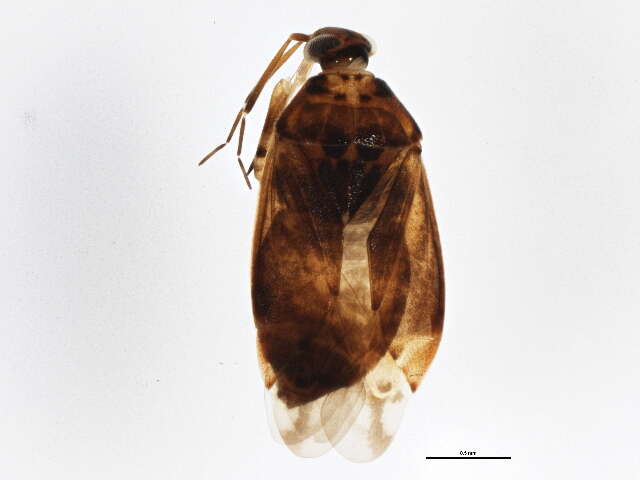 Image of Agnocoris pulverulentus (Uhler 1892)