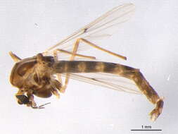 Image of Chironomus harpi Sublette 1991