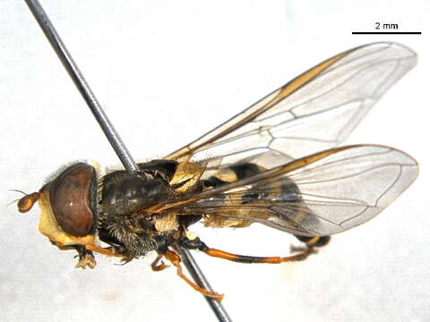 Image of Syrphus