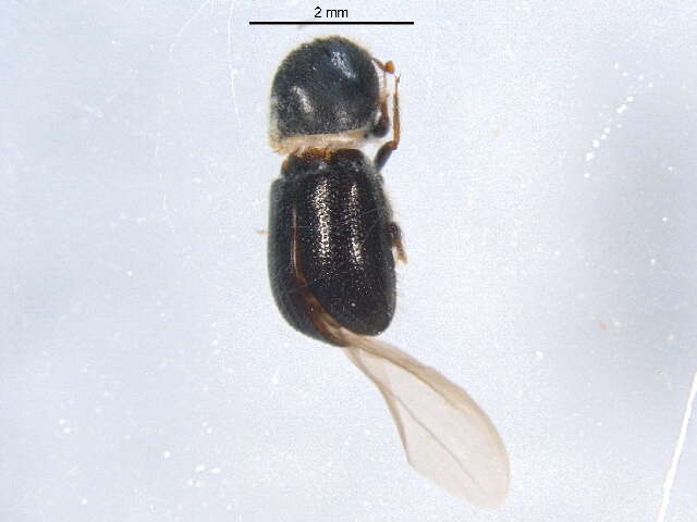 Image of Bark beetle