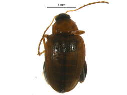 Image of Potato flea beetle