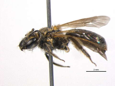 Image of Miserable Andrena