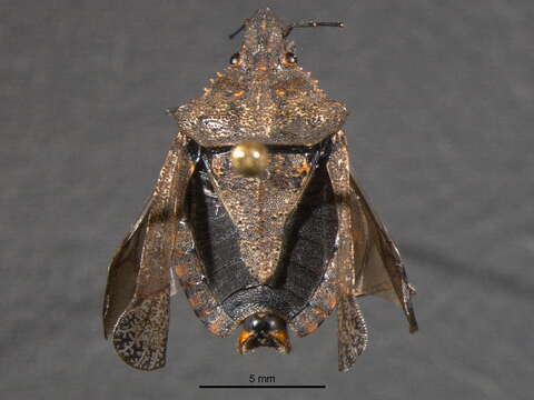 Image of Four-humped Stink Bug