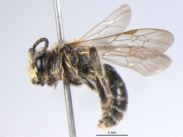 Image of Cresson's Andrena