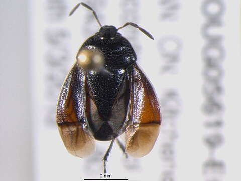 Image of Sehirus cinctus cinctus (Palisot 1811)