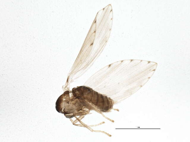 Image of Moth fly