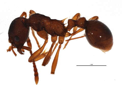 Image of European fire ant