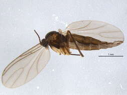 Image of Lycoriella agraria (Felt 1898)