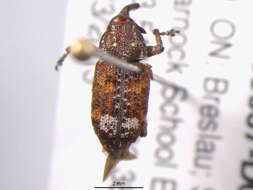 Image of Sitka spruce weevil