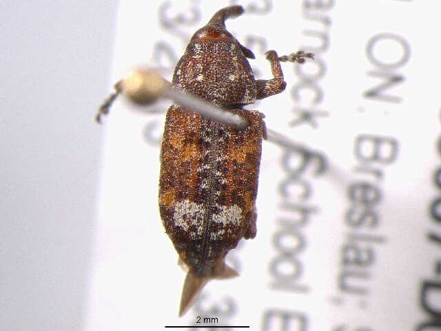 Image of Sitka spruce weevil