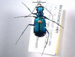 Image of Six Spotted Tiger Beetle