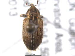 Image of Weevil