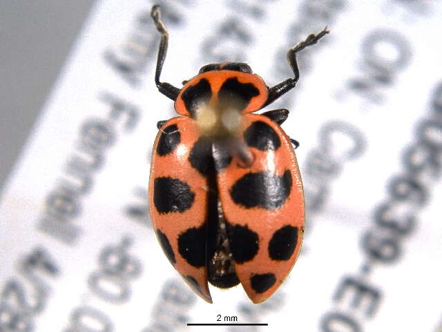 Image of Spotted Lady Beetle