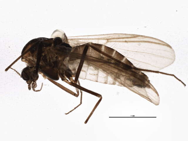 Image of Orthocladius dorenus (Roback 1957)