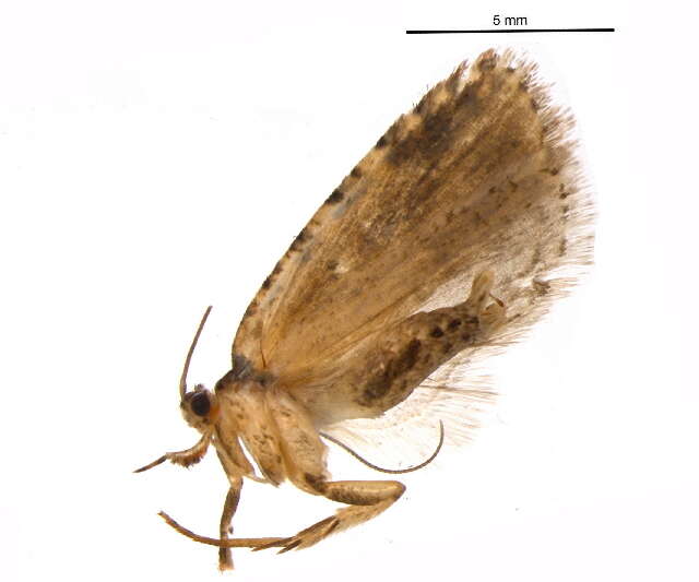 Image de Agonopterix atrodorsella Clemens 1863