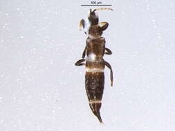 Image of Haplothrips