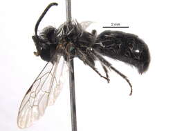 Image of Frigid Andrena