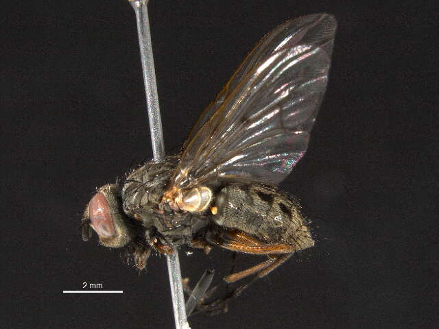 Image of False stable fly