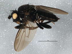 Apteromyia claviventris (Strobl 1909) resmi