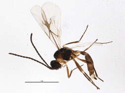 صورة Aphidius funebris Mackauer 1961