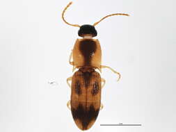 Image of <i>Aeolus amabilis</i>