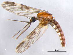 Sivun Anopheles punctipennis (Say 1823) kuva