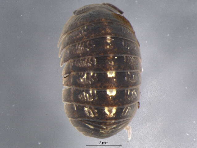 Image of Pill woodlouse