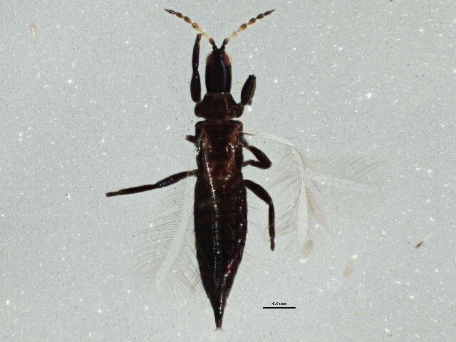 Image of Leptothrips