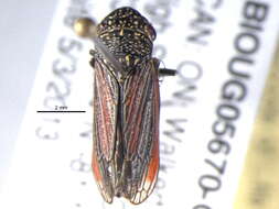 Image of Cuerna striata