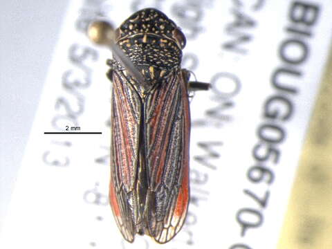 Image of Cuerna striata