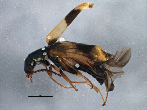 Image of <i>Anthocomus equestris</i>