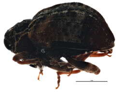 Image of Conotrachelus anaglypticus Schoenherr 1837