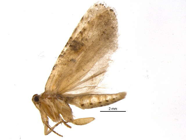 Image of Poison Hemlock Moth