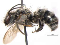 Image of Bee