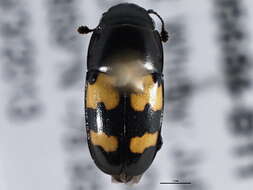 Image of Glischrochilus fasciatus (Olivier 1790)